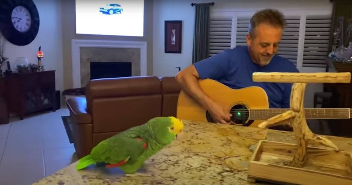 Questo pappagallo canta le canzoni dei Beatles e degli U2