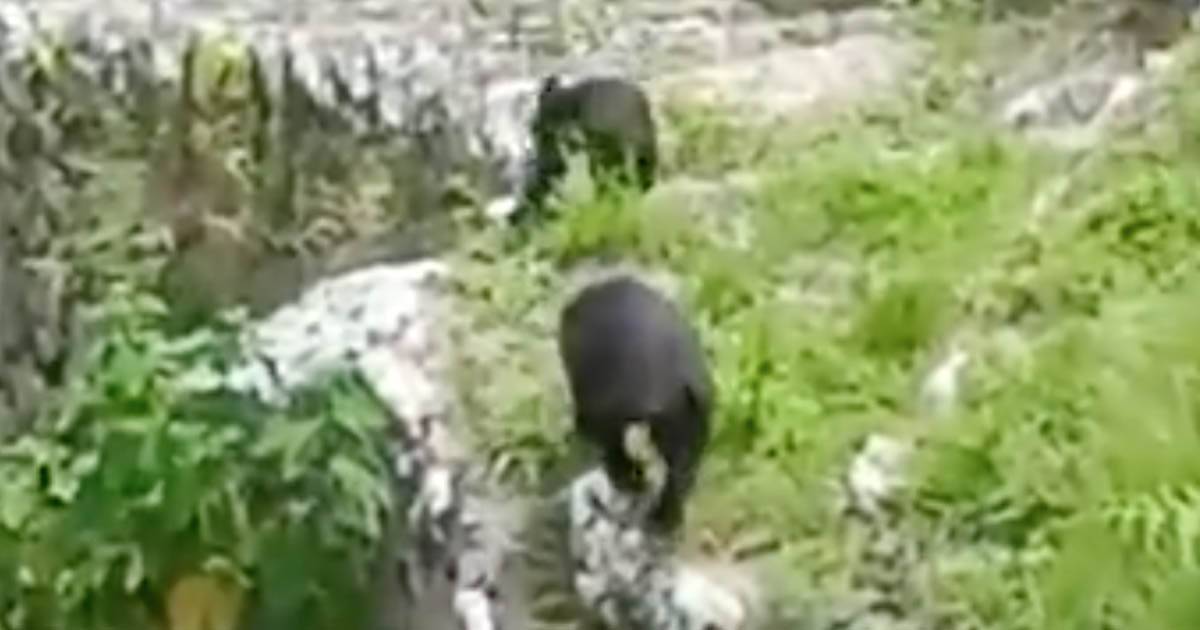 Mamma orsa e cucciolo a spasso per Machu Pichu