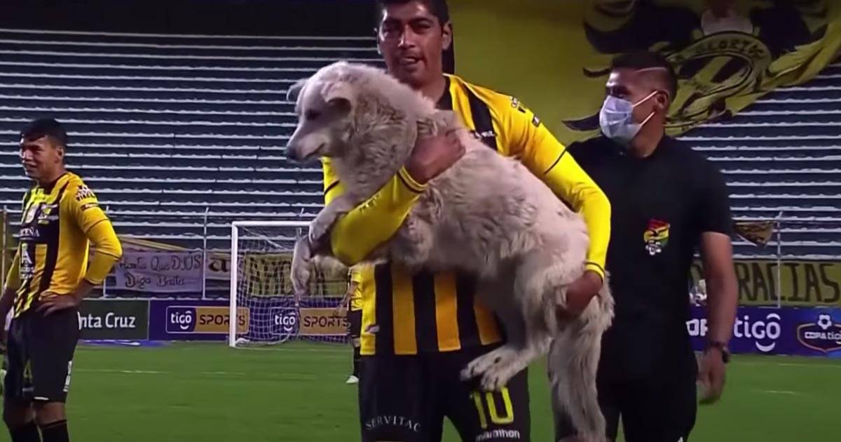 Il cane interrompe la partita e il calciatore lo adotta il video