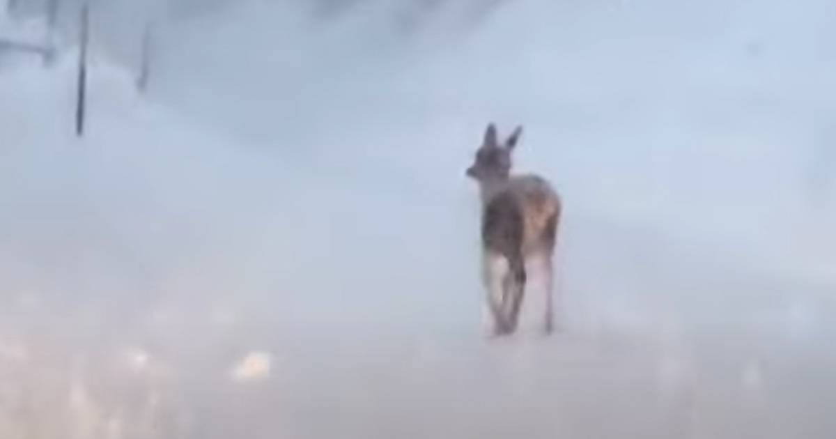 Un cervo nella strada ricoperta di neve sulle Dolomiti il video