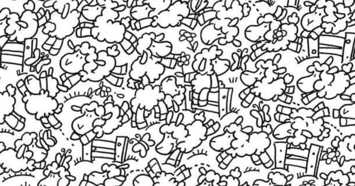 Riesci a trovare un pulcino in mezzo a queste pecore Un8217altra sfida impazza nel web