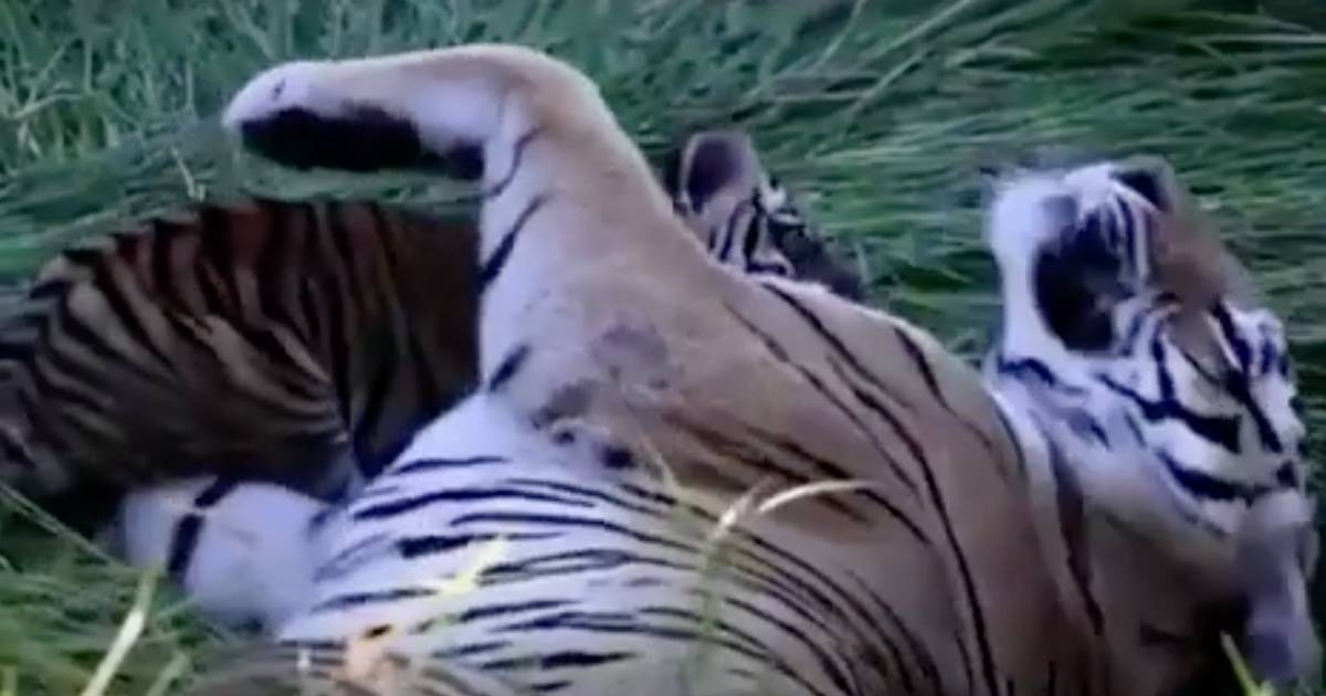 Un cucciolo di tigre abbraccia la sua mamma il tenero video ha conquistato il web
