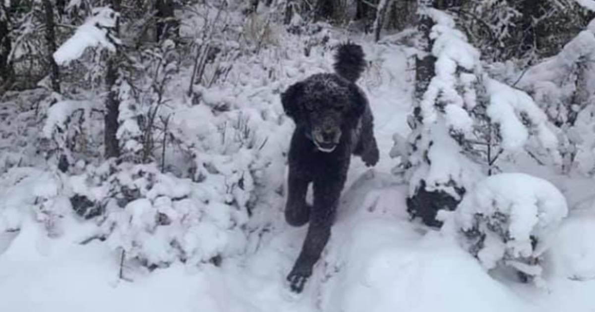 È un uomo o un cane? Non tutti indovinano l’illusione ottica nella neve