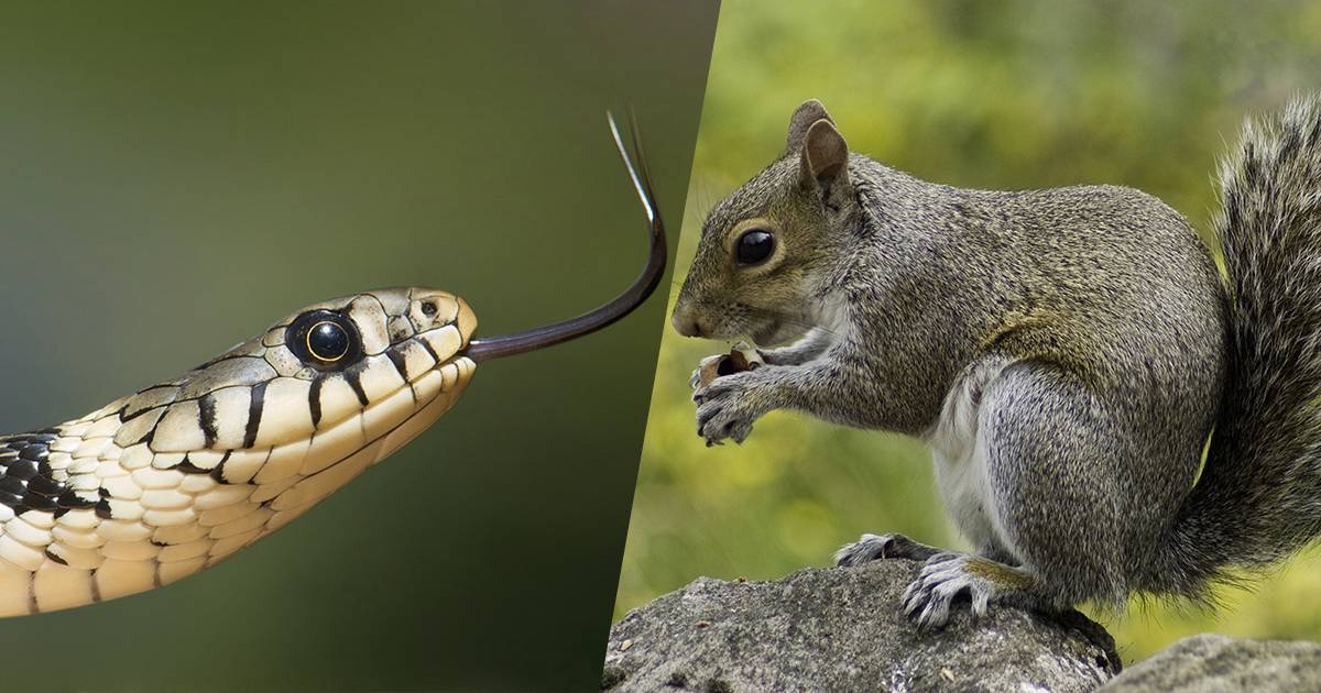 Il duello tra lo scoiattolo ed il serpente impazza nel web chi la spunter