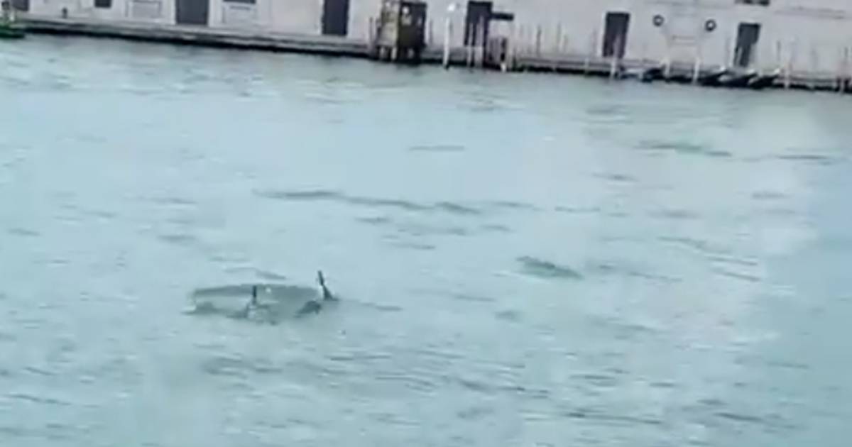 Due delfini avvistati nel Canal Grande a Venezia il video