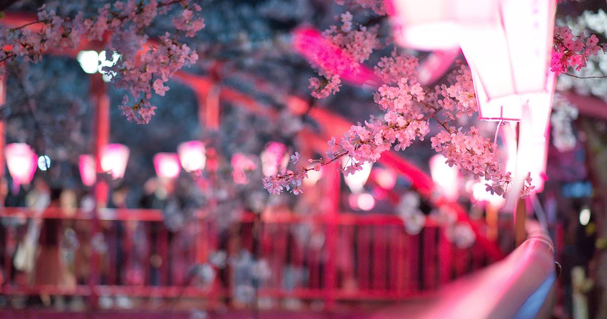 E8217 arrivata la stagione della fioritura dei ciliegi a Tokyo