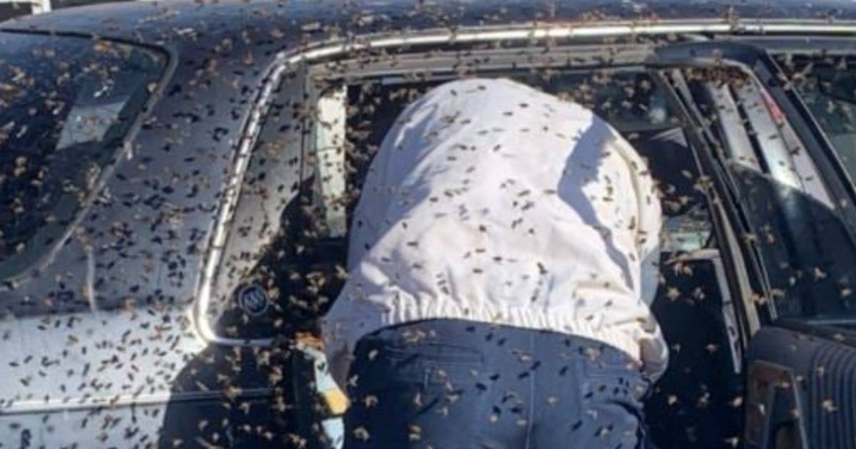 Trova uno sciame di 15000 api in macchina al ritorno dalla spesa