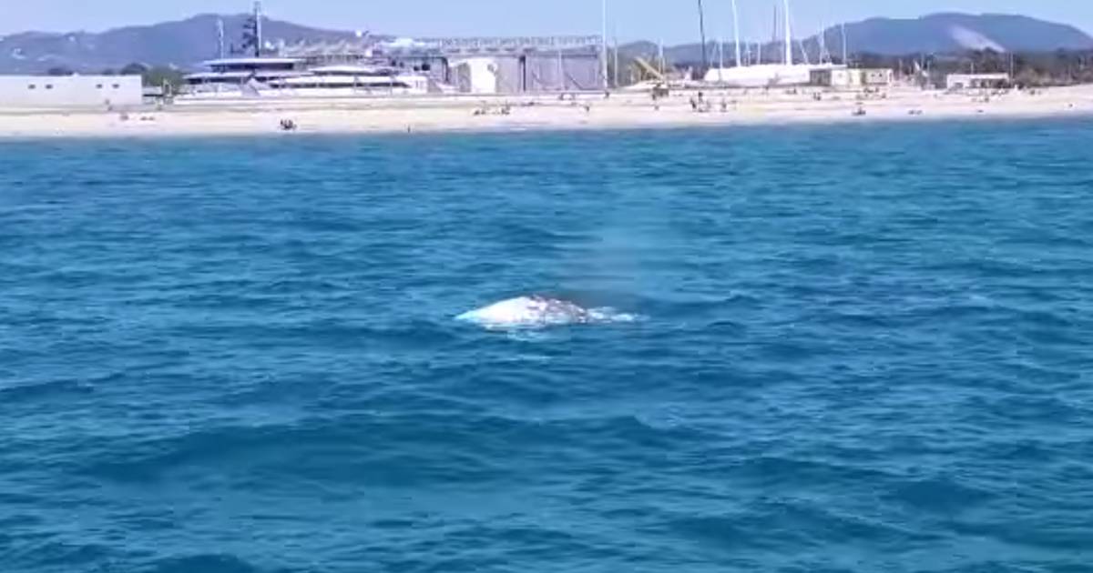 C8217 una balena nel porto di Livorno il video