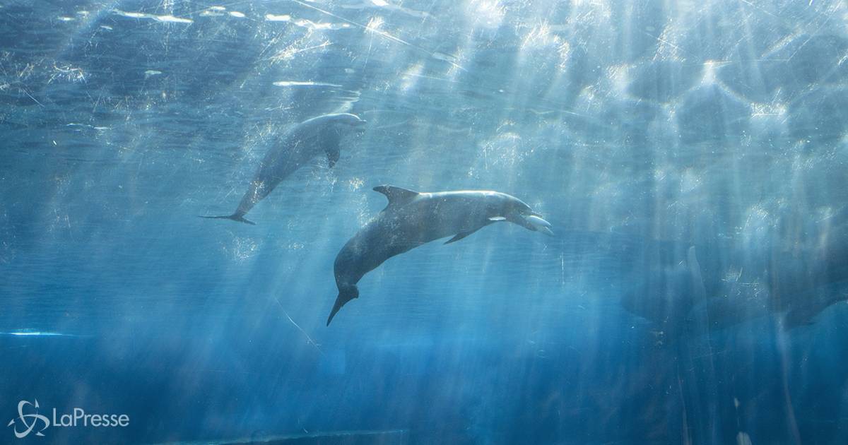 Filicudi lo spettacolo dei delfini nelle isole Eolie