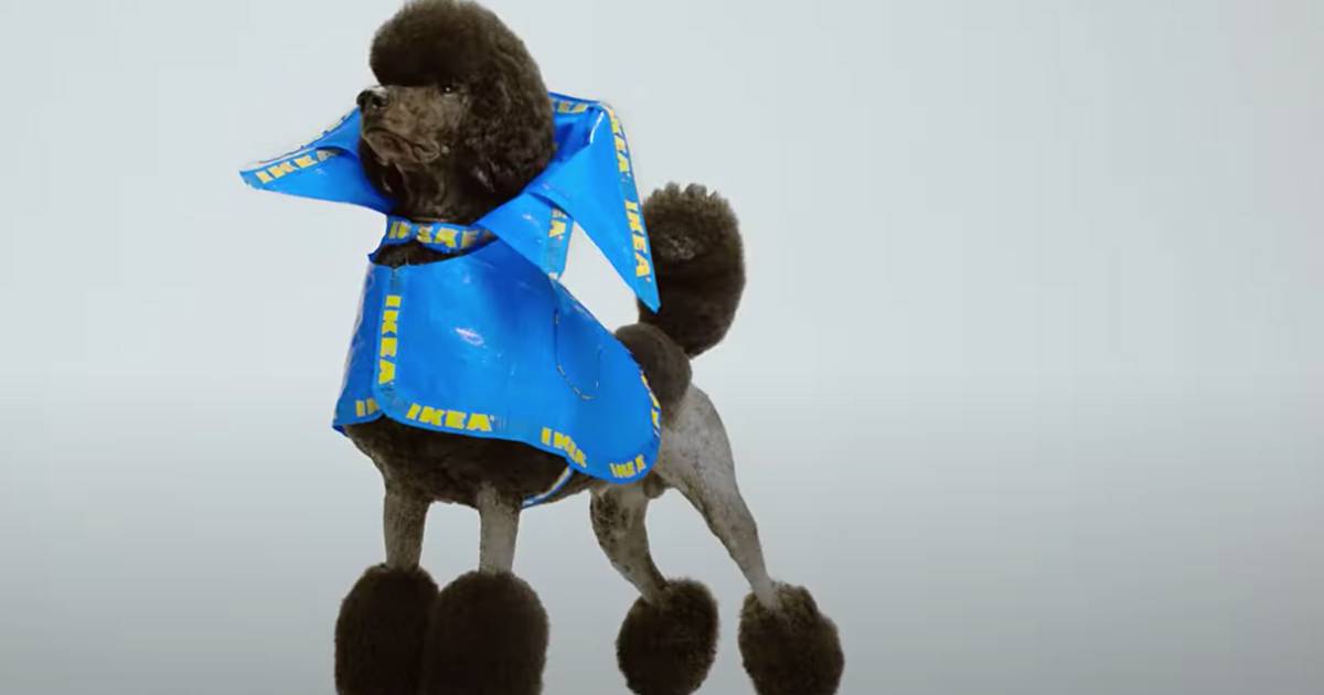 Ikea le iconiche borse blu si trasformano in impermeabili per cani