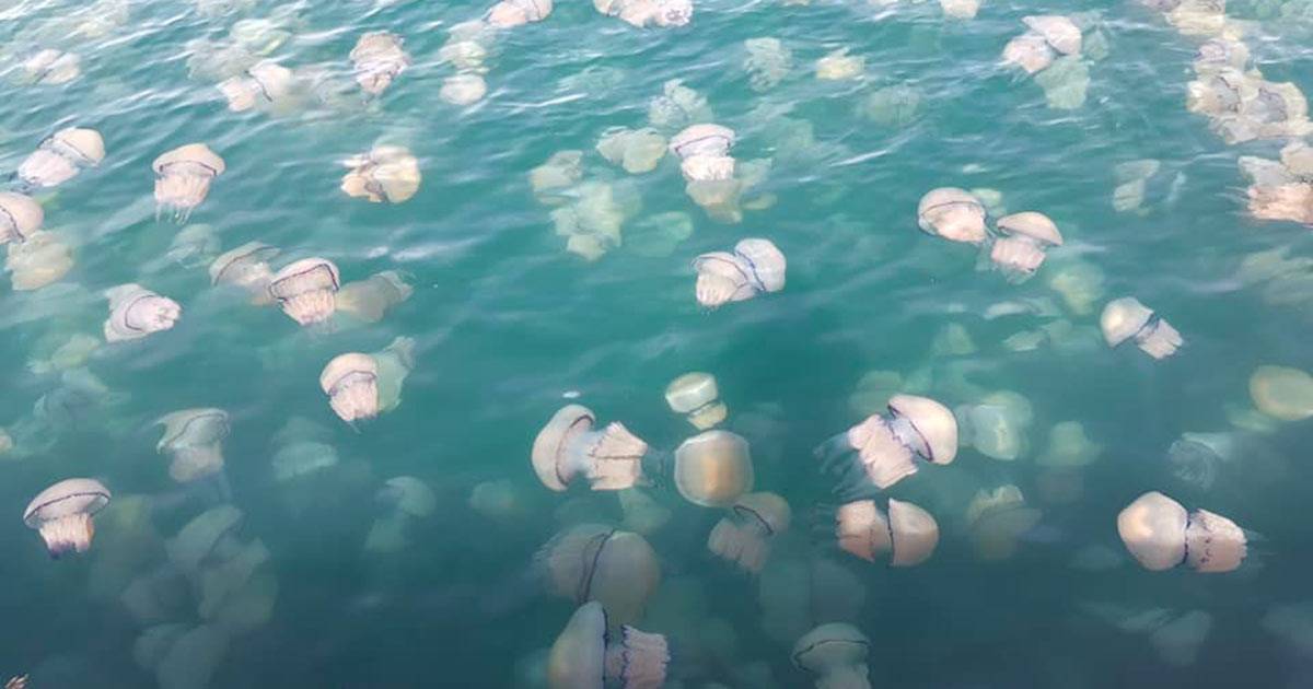 Lincredibile invasione di meduse il mare di Trieste diventa rosa