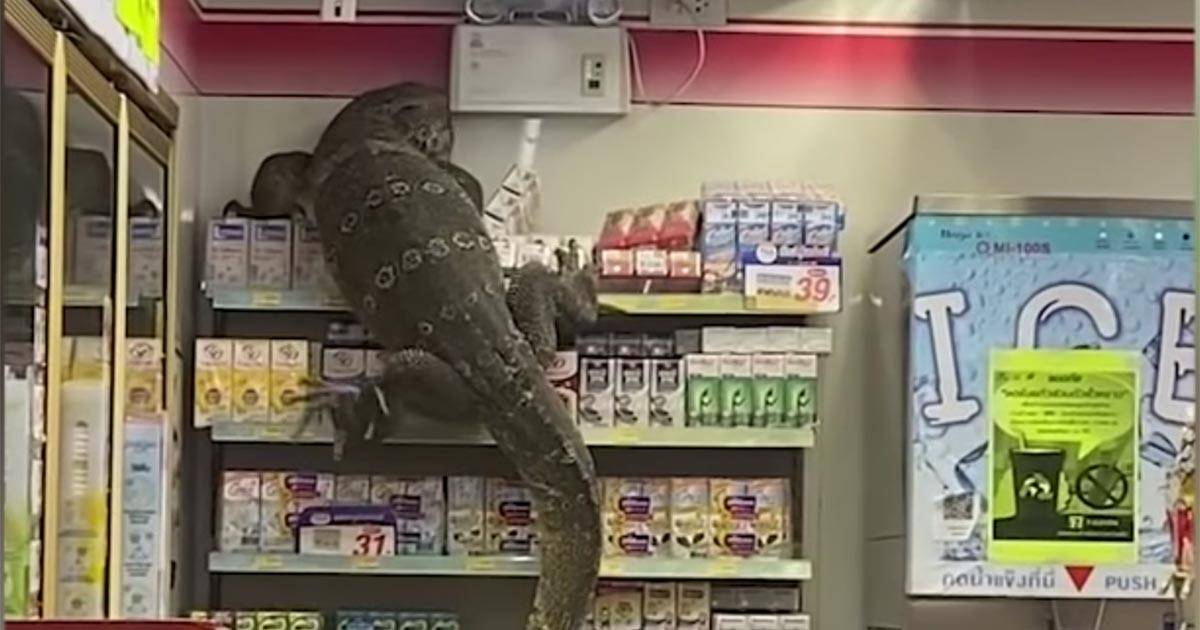 Un varano gigante si arrampica sugli scaffali di un supermercato