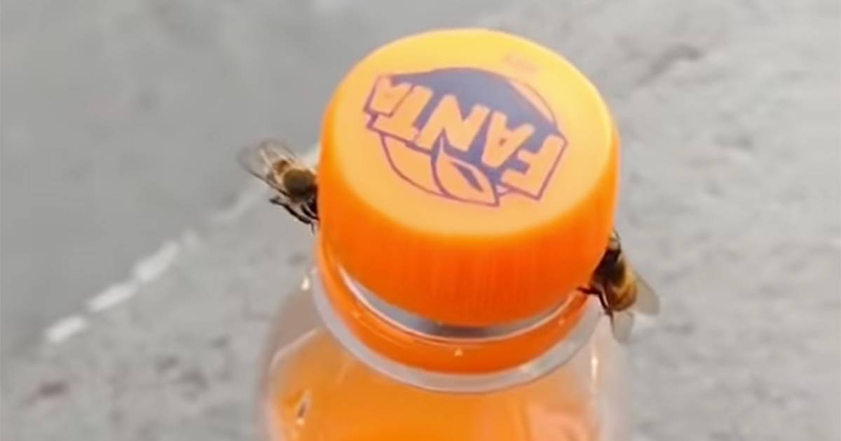 Due api svitano il tappo di una bottiglia daranciata