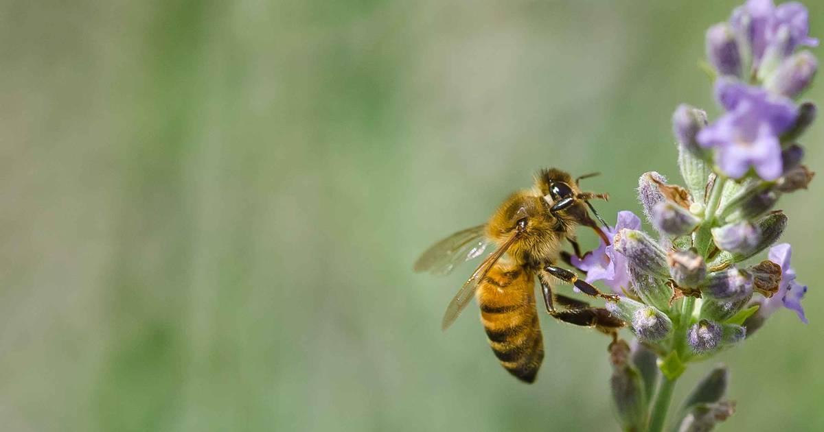 Crisi del miele: le api di RDS a sostegno dell
