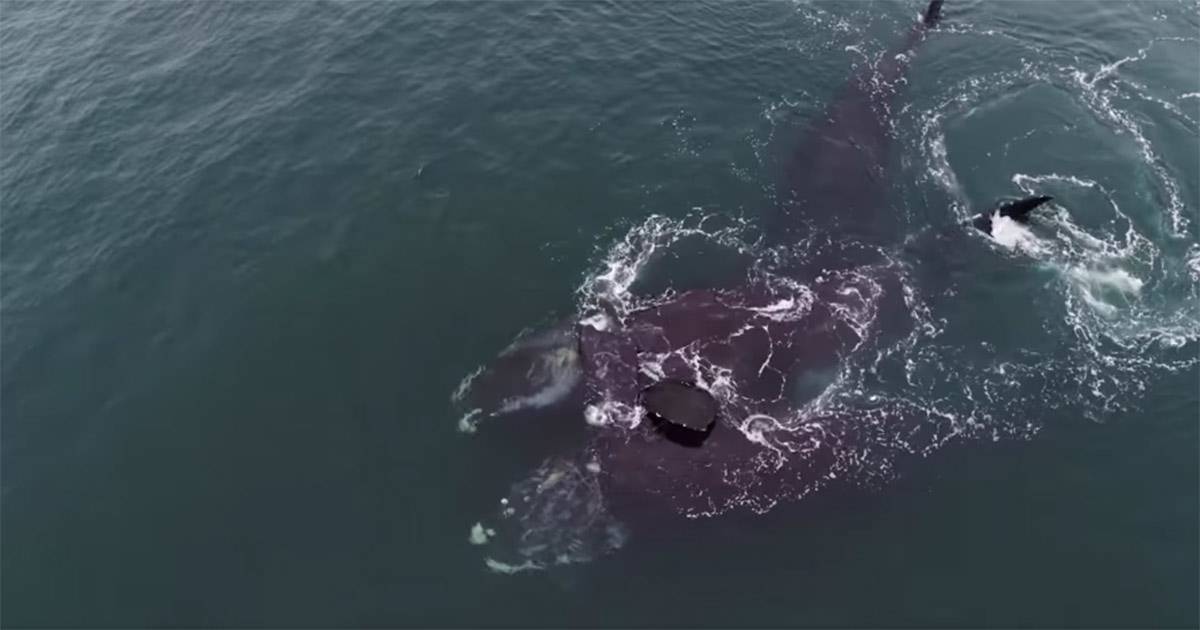 Lincredibile abbraccio tra due balene in mare il video