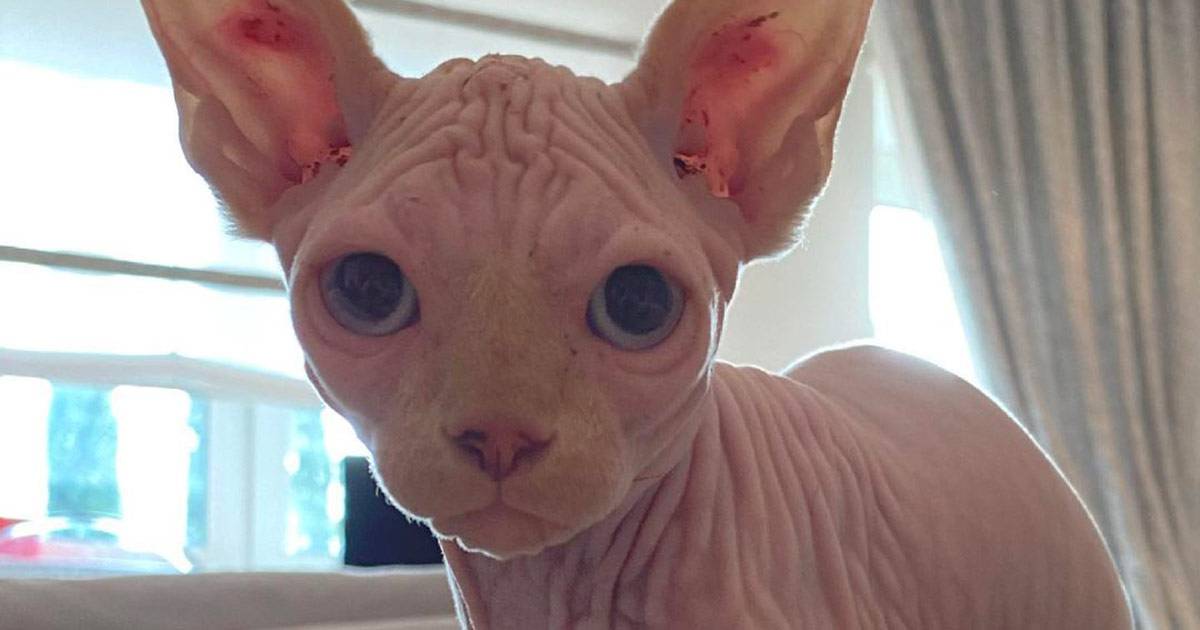 Ilary Blasi presenta il suo nuovo gatto Alfio su Instagram