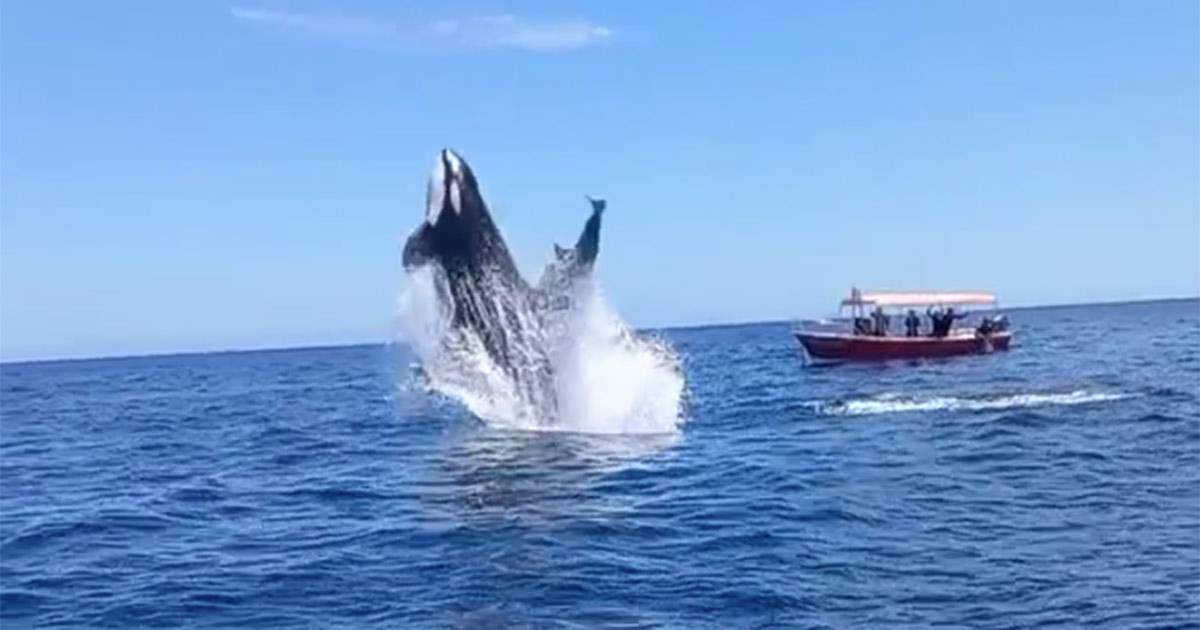 Lorca urta il delfino durante la caccia il video del salto  spettacolare