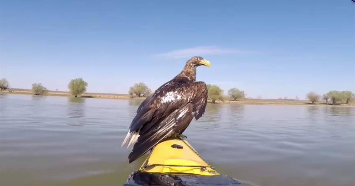 L’incredibile salvataggio di due aquile nel Danubio: video