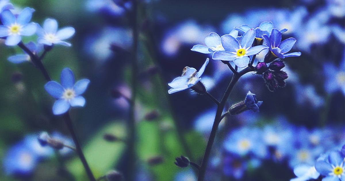 Quali fiori piantare ora per avere un davanzale blu a Ferragosto
