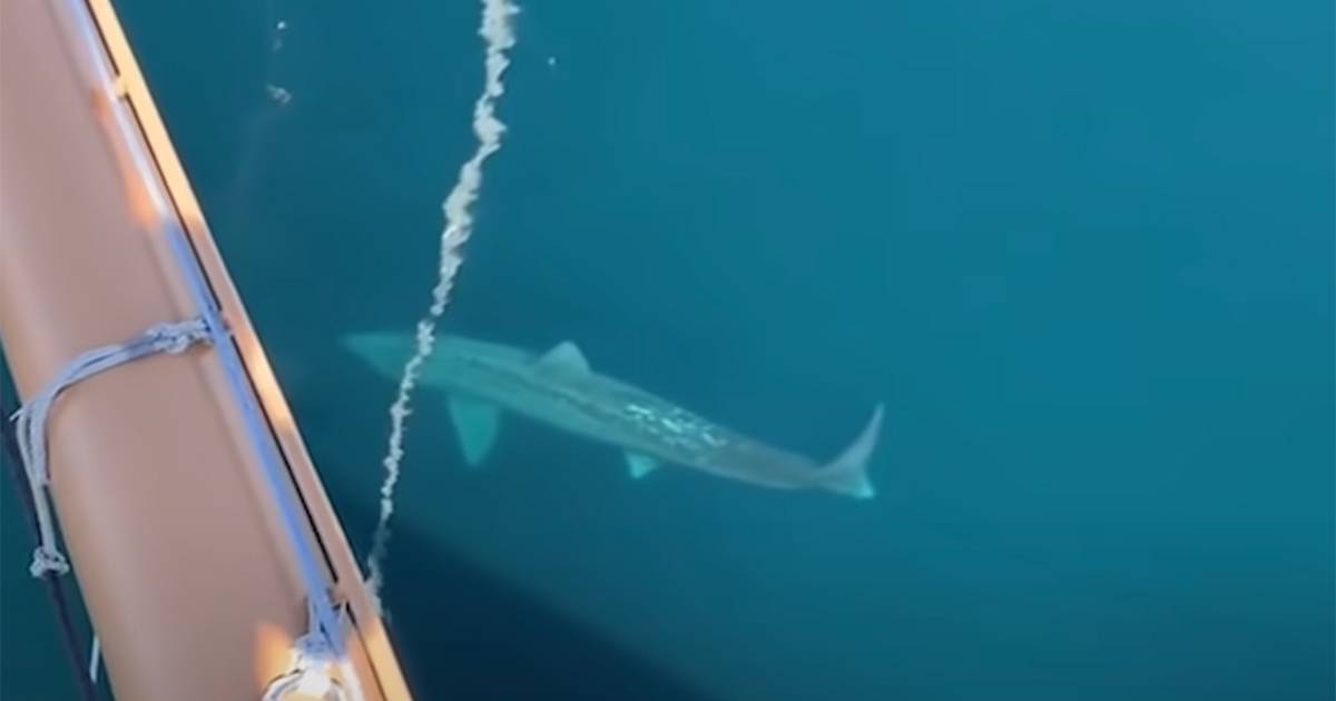 Lenorme squalo avvistato al largo del Massachusetts il video