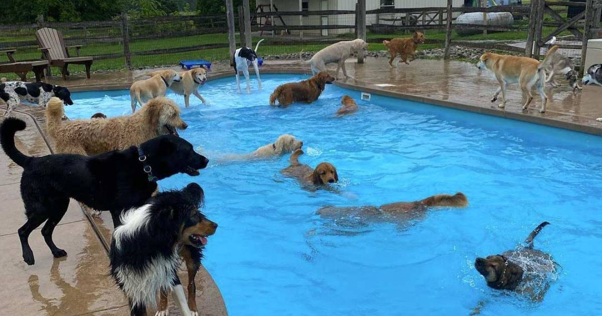 Questo asilo per cani ha una piscina a forma di osso