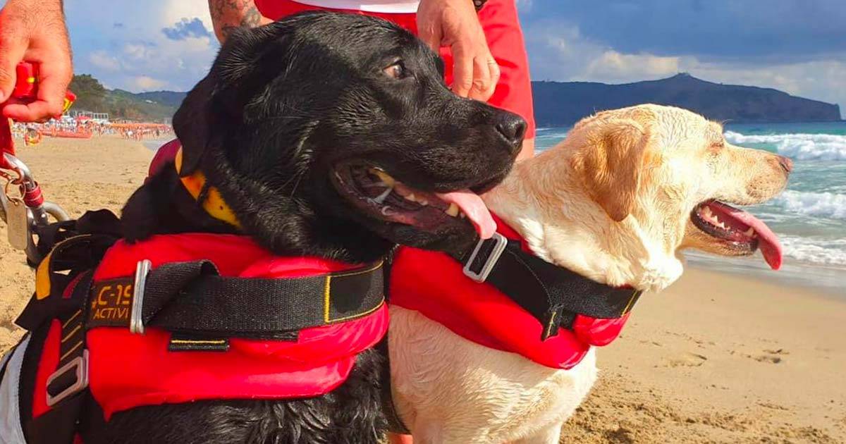 Igor e Luna i cani bagnino di Palinuro salvano una quindicenne il video del soccorso