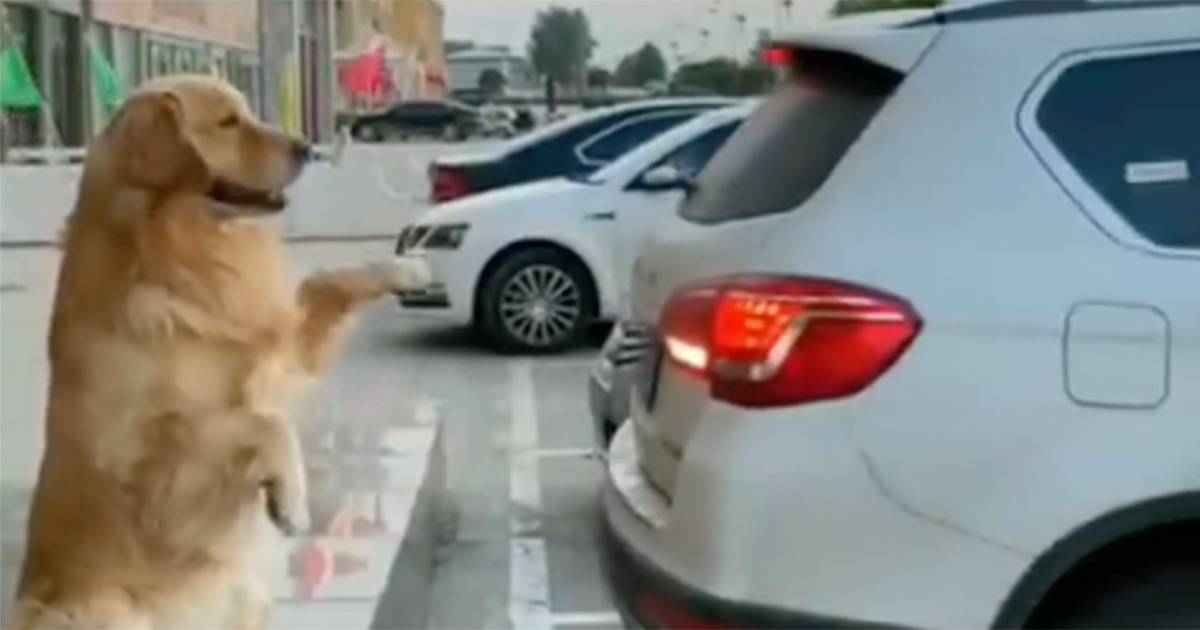 Il cane aiuta il proprietario a parcheggiare il video