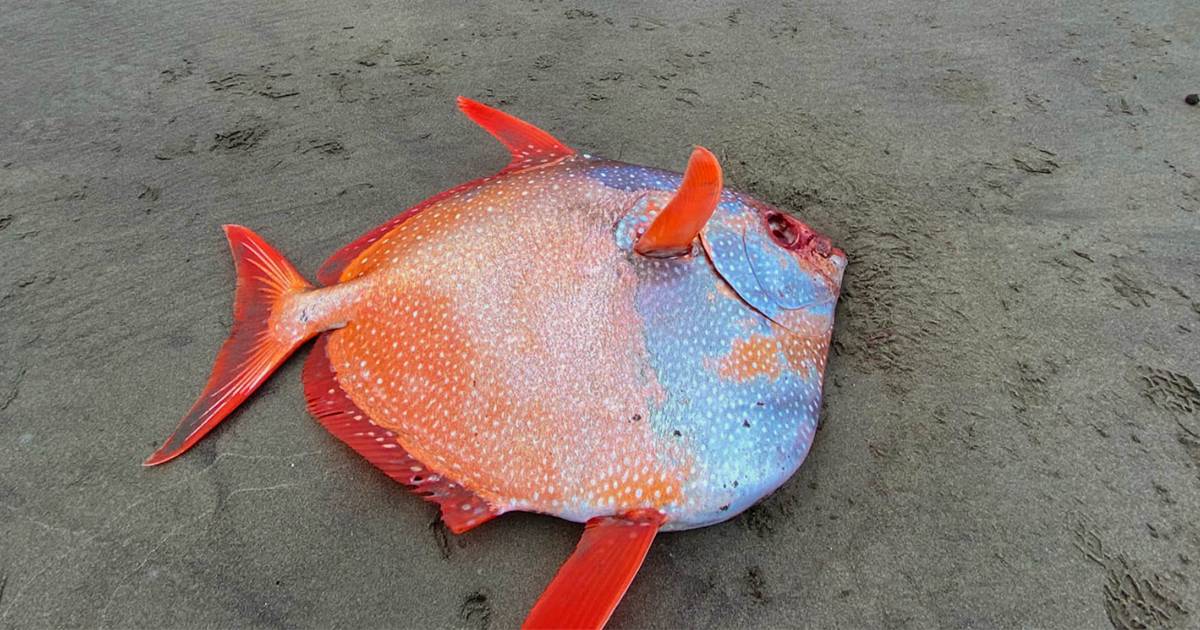 Ritrovato un esemplare di pesce Re nella spiaggia dell8217Oregon pesa 45 chili