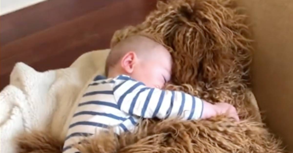 Il bimbo si addormenta abbracciando il suo cagnolone le tenere immagini fanno il giro del web