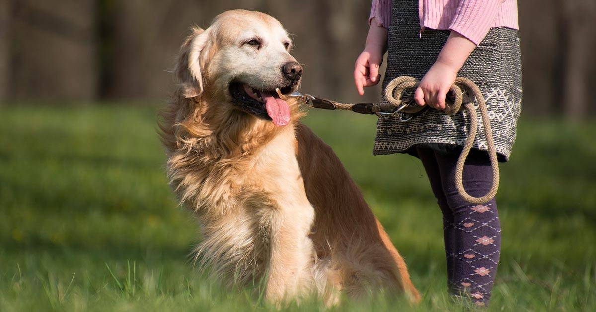 In Lazio ora  vietato legare i cani con la catena in casa o in giardino