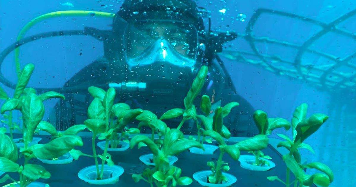 Nemos Garden il primo orto subacqueo del mondo  italiano