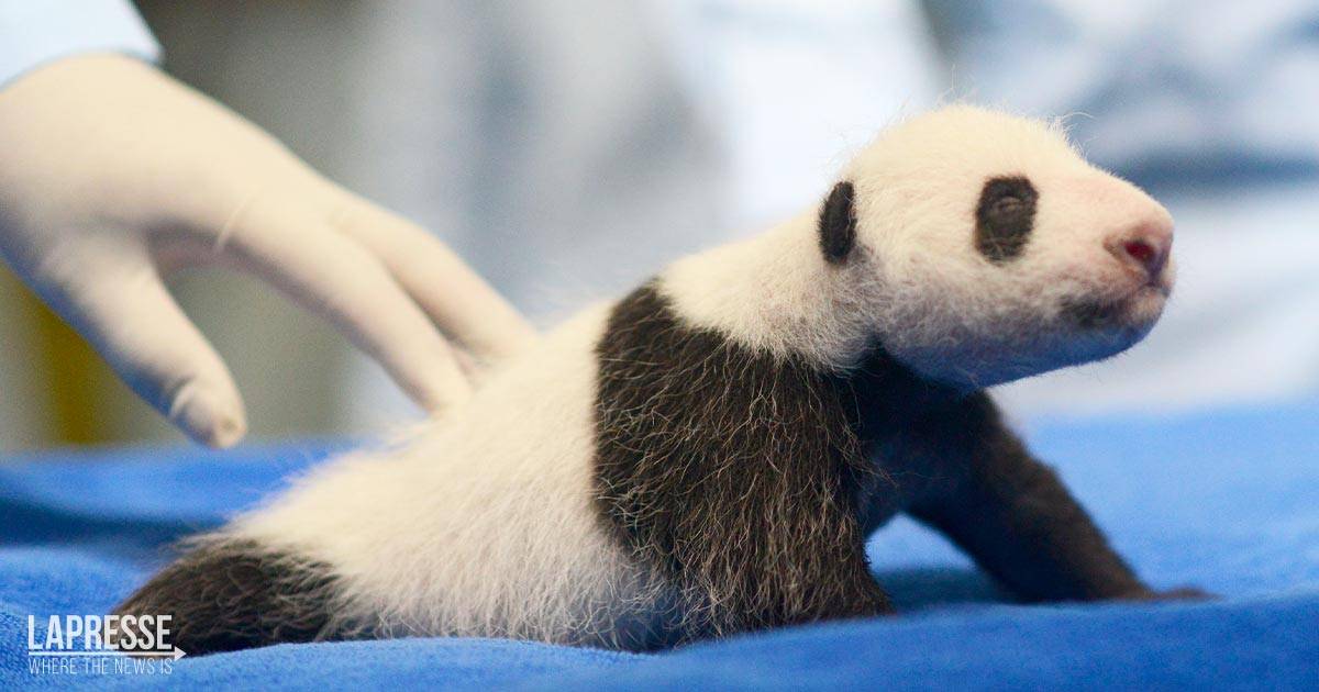 Zoo di Madrid panda gigante partorisce due gemelli video e foto degli adorabili cuccioli