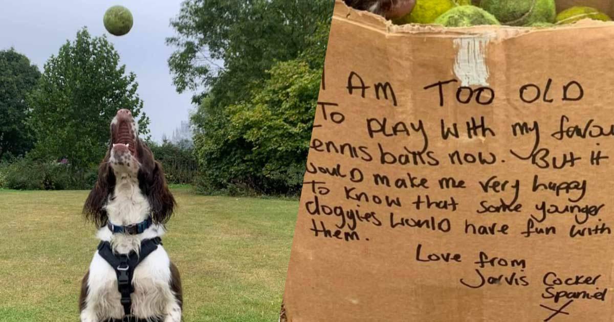 Dogsitter trova uno scatolone pieno di palline da tennis e scopre una storia molto commovente