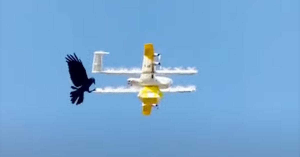 Il drone che consegna i pacchi viene attaccato dalla cornacchia la natura ha la meglio