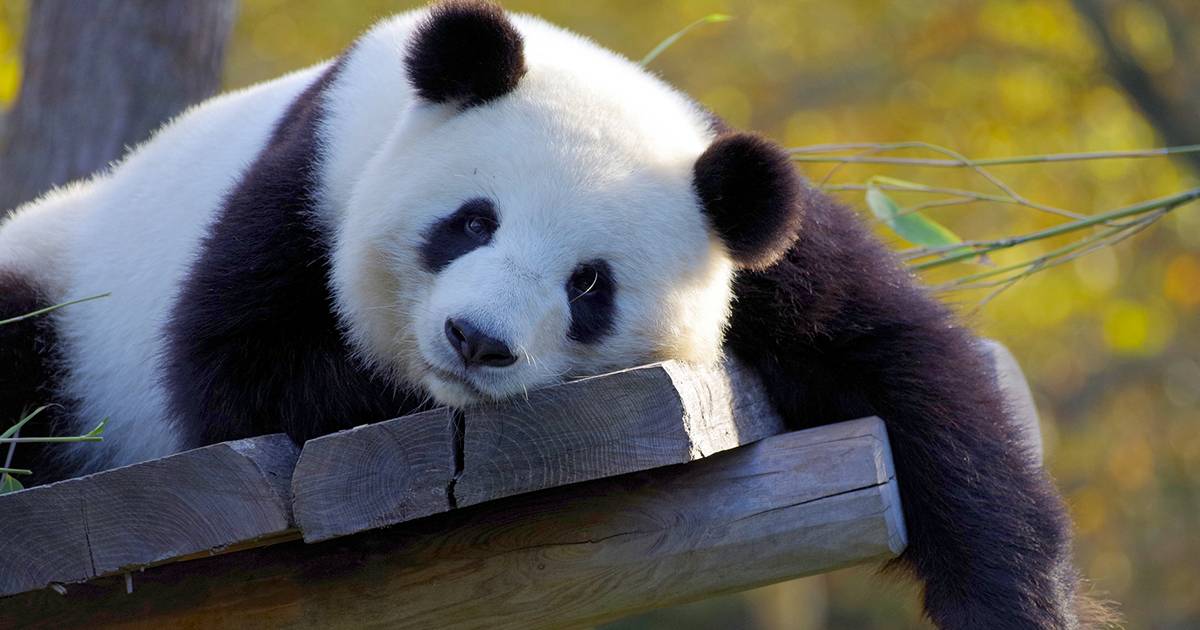 Madrid come stanno i due cuccioli di panda gigante a una settimana dalla nascita le splendide immagini