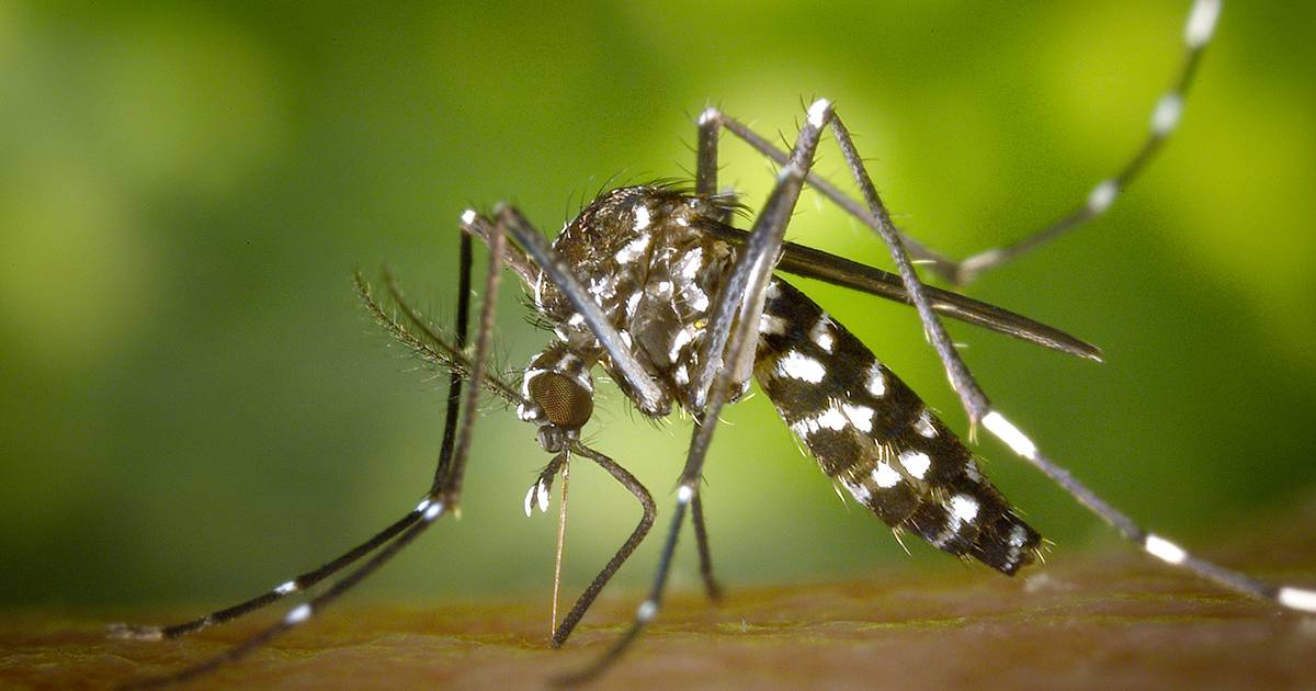 La zanzara giapponese è arrivata in Italia: ecco come riconoscerla