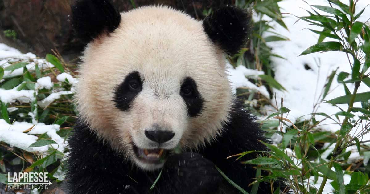 I panda giganti non sono pi a rischio estinzione