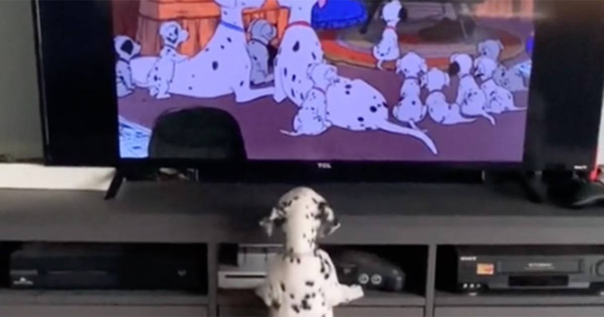  Il cucciolo di dalmata guarda La carica dei 101 il video