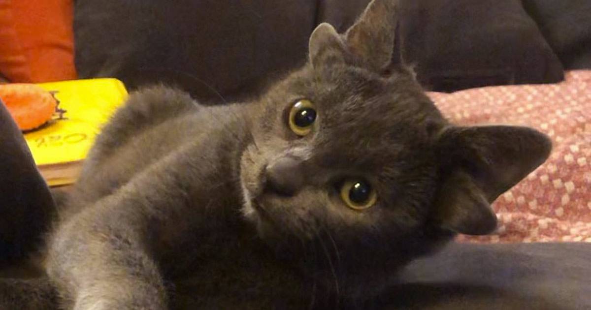 Ecco Midas la dolcissima gatta con quattro orecchie che sta conquistando Instagram