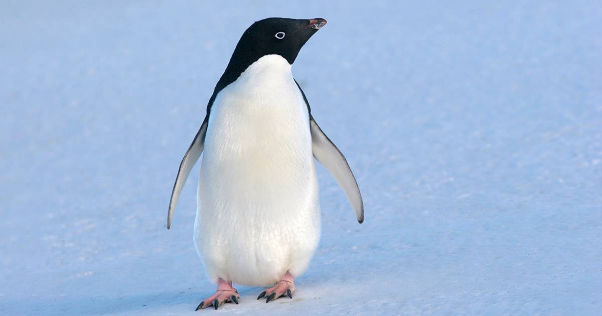 Pingu il pinguino che dal Polo Sud ha viaggiato da solo per 3mila chilometri