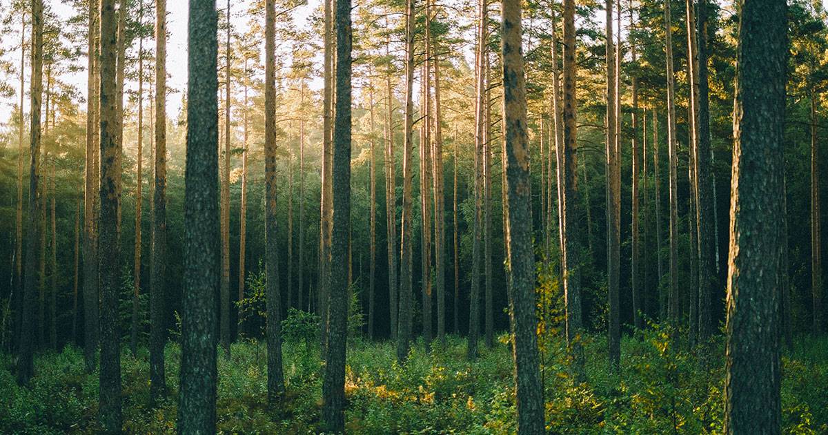 G20 nella dichiarazione finale limpegno a piantare mille miliardi di alberi entro il 2030