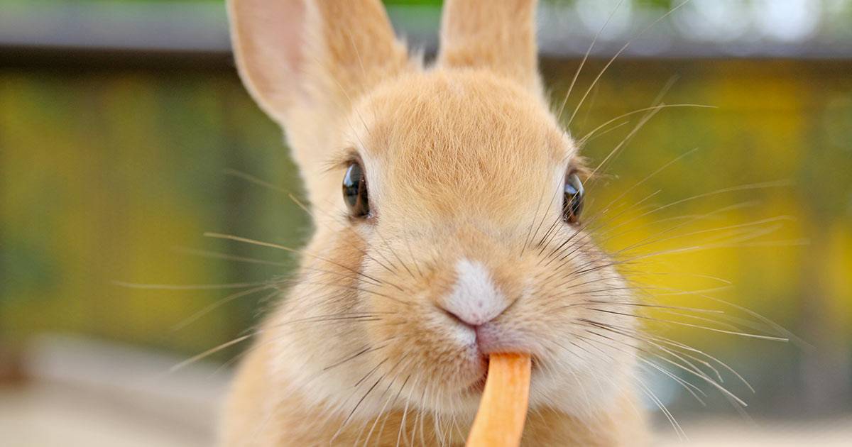 Il coniglio distrugge le sue borse di Louis Vuitton danni per oltre 2000 sterline