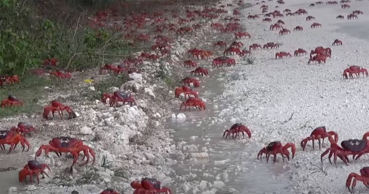 iniziata la spettacolare migrazione dei granchi rossi australiani