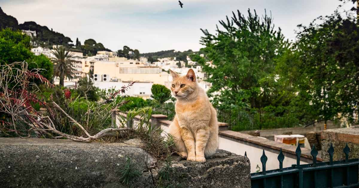 I gatti di Capri sono ora “cittadini” a tutti gli effetti: adottati dal Comune