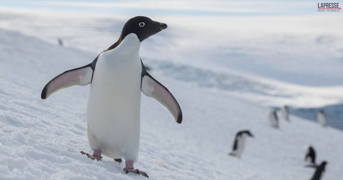 Un pinguino cameraman per un giorno il video ci mostra le sue avventure subacquee