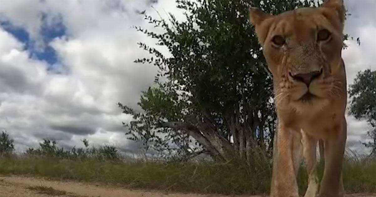 La leonessa azzanna una GoPro trovata nellerba il video