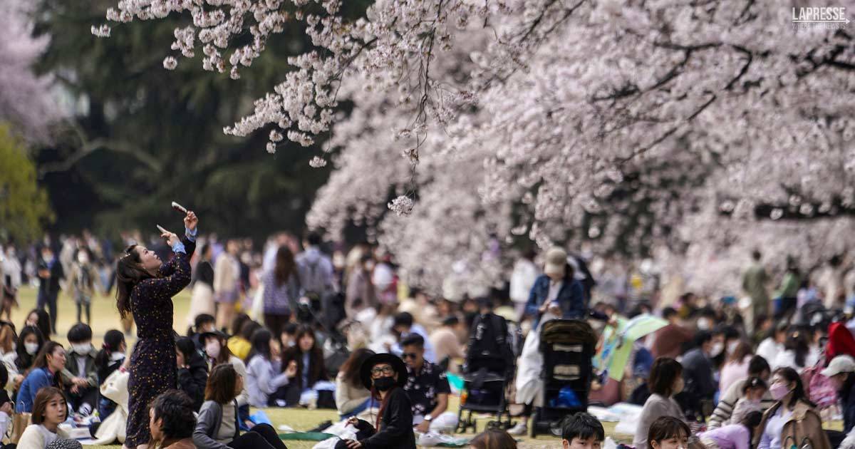 La magia dellHanami la festa dei ciliegi in fiore le splendide immagini dal Giappone