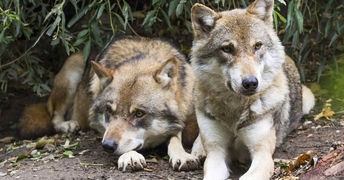 I lupi in Italia tornano ad aumentare: oltre tremila esemplari secondo l’Ispra 