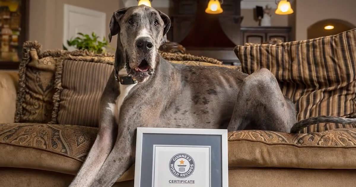 Guinness World Records: ecco Zeus, il cane più alto del mondo