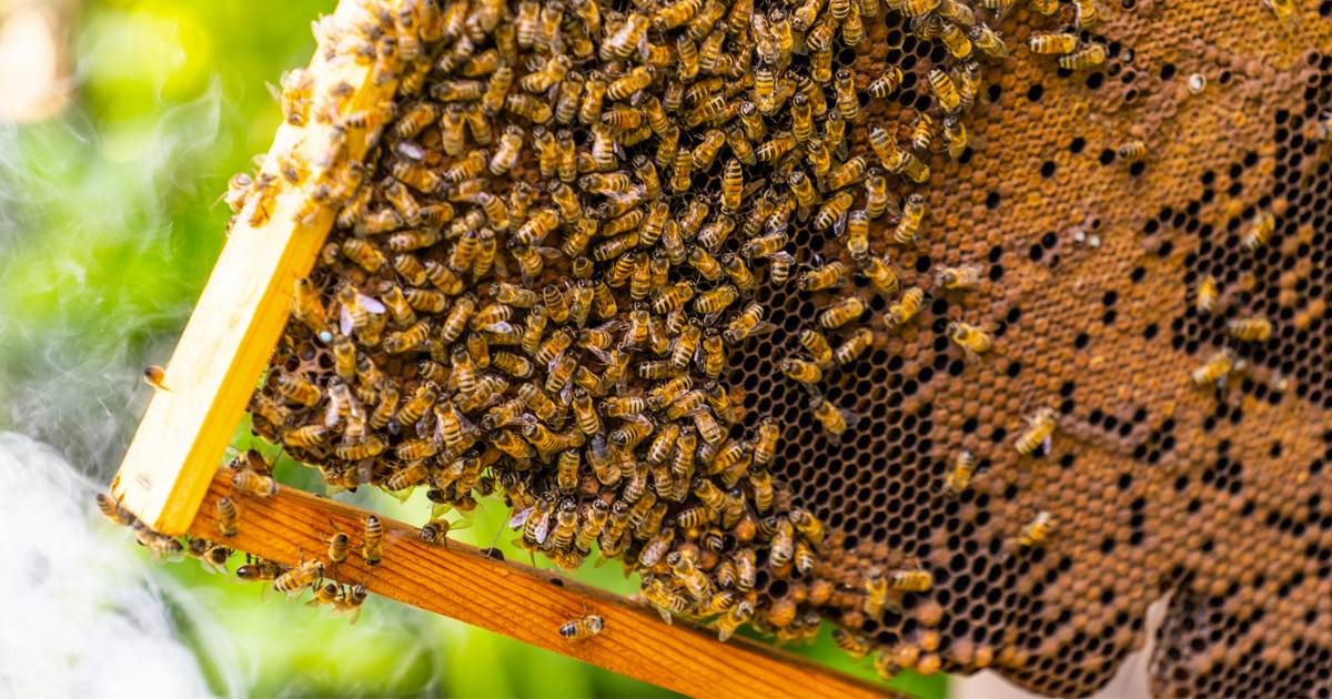 Giornata mondiale delle api: l